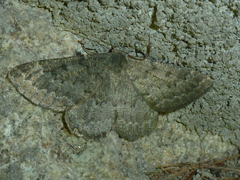 Gnophos obfuscata