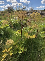 Ligusticum scothicum