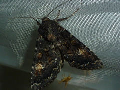 Apamea rubrirena