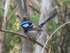 Malurus cyaneus cyanochlamys