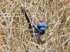 Malurus cyaneus cyanochlamys