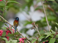 Aethopyga nipalensis