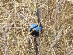 Malurus cyaneus cyanochlamys