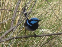 Malurus cyaneus cyanochlamys