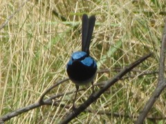 Malurus cyaneus cyanochlamys