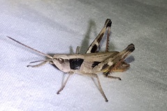 Chloealtis conspersa