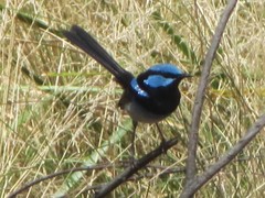 Malurus cyaneus cyanochlamys