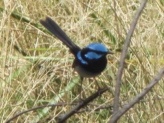 Malurus cyaneus cyanochlamys