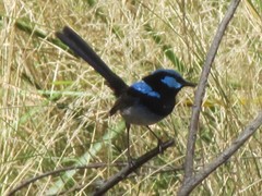 Malurus cyaneus cyanochlamys