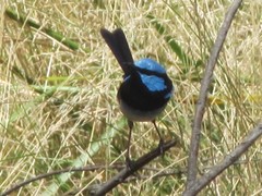 Malurus cyaneus cyanochlamys