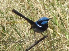 Malurus cyaneus cyanochlamys