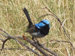 Malurus cyaneus cyanochlamys