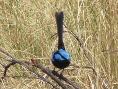 Malurus cyaneus cyanochlamys