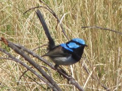 Malurus cyaneus cyanochlamys