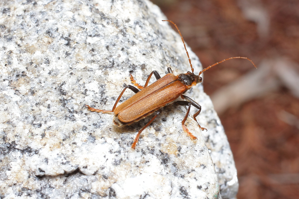 Lycocerus suturellus