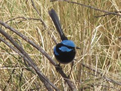 Malurus cyaneus cyanochlamys