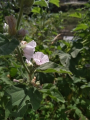 Althaea