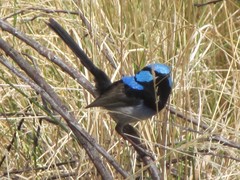 Malurus cyaneus cyanochlamys