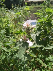 Althaea