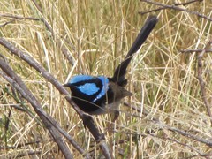 Malurus cyaneus cyanochlamys