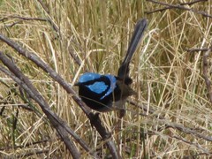 Malurus cyaneus cyanochlamys