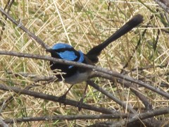 Malurus cyaneus cyanochlamys