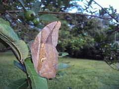 Eryphanis