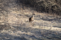 Odocoileus virginianus
