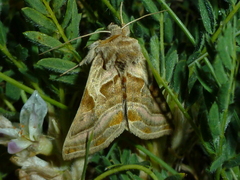 Euchalcia variabilis