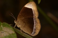 Mycalesis anaxias