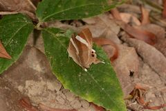 Abisara neophron
