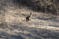 Odocoileus virginianus