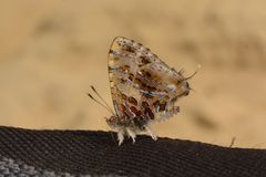 Catapaecilma major