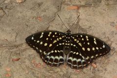 Lexias pardalis dirteana