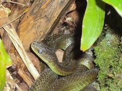 Mastigodryas danieli