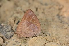 Arhopala bazaloides
