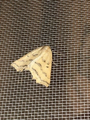 Prochoerodes amplicineraria