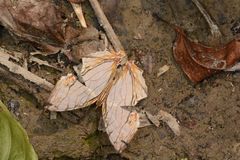 Cyrestis thyodamas thyodamas