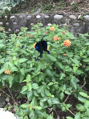 Papilio bianor thrasymedes