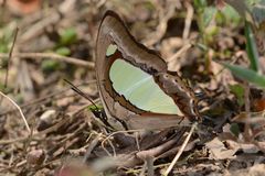 Polyura