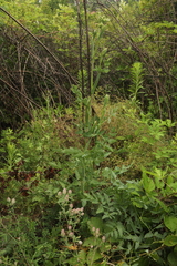 Peucedanum cervaria