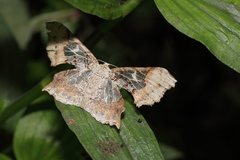 Krananda semihyalina