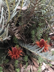 Banksia blechnifolia