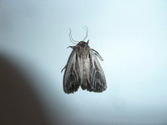 Mythimna velutina