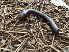 Narceus americanus