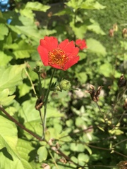 Geum coccineum