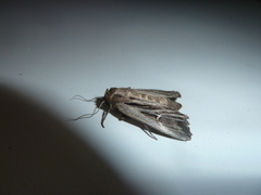 Mythimna velutina