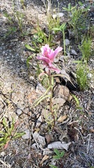 Castilleja raupii