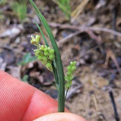 Carex aurea