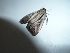 Mythimna velutina
